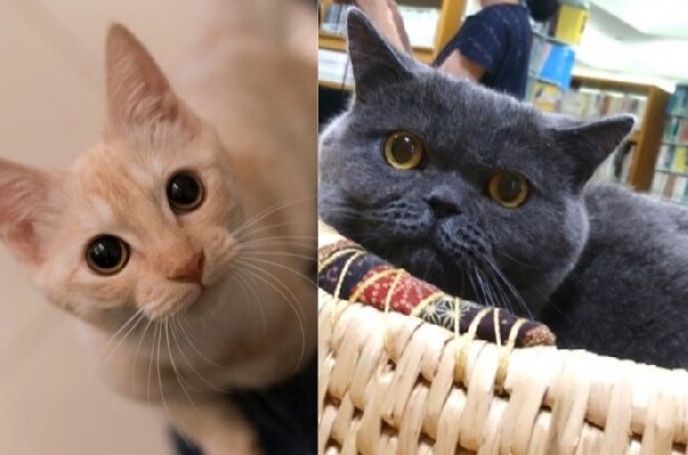 「報酬はチャオちゅーるで…」 東北のヒマな図書館を救った猫館長と神保町の猫の本屋さん
